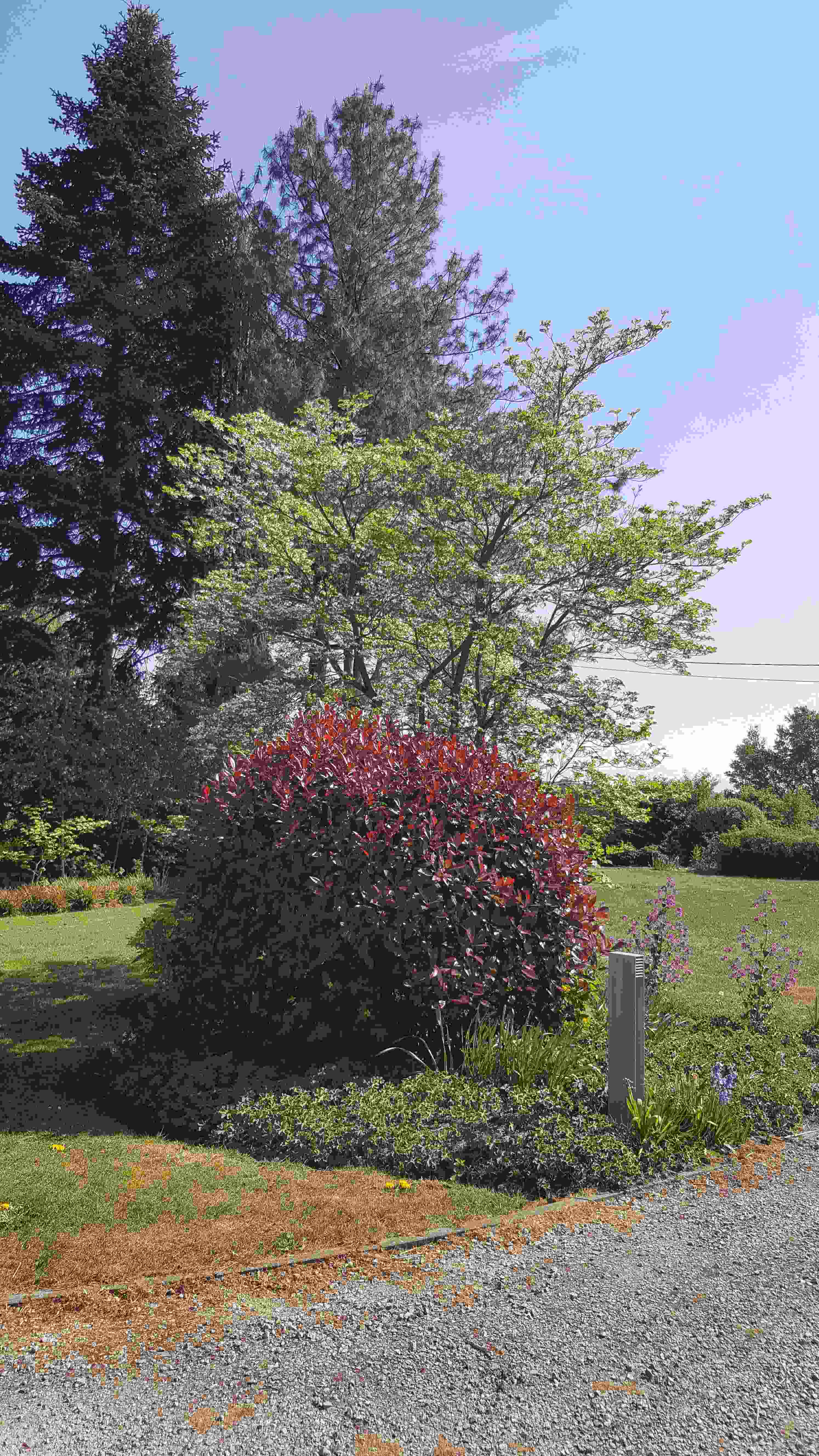 ilot photinia20200426_155853.jpg